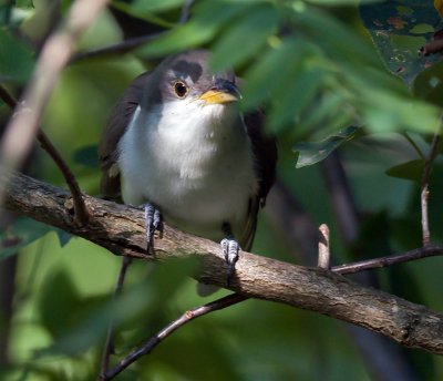 Yellow-billed Cuckoo3.jpg