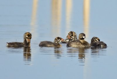 Pied-billed Grebe Family