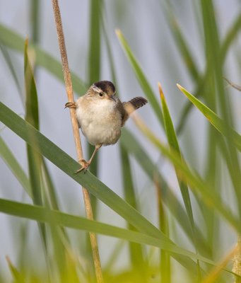 Marsh Wren 4876