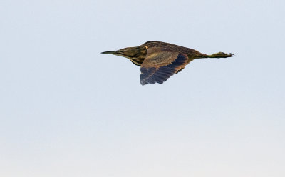 American Bittern 5181