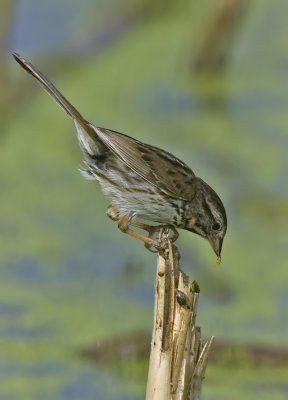 Song Sparrow 5259