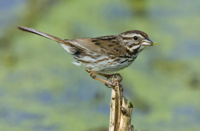 Song Sparrow with food 5261