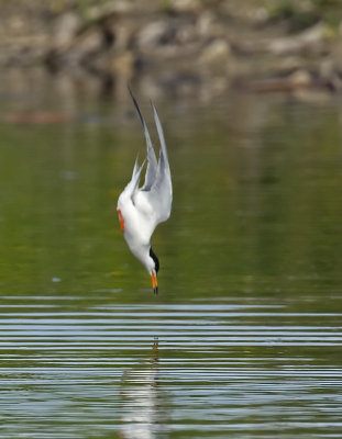 Forsters Tern diving 5827