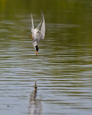 Forsters Tern diving 5960