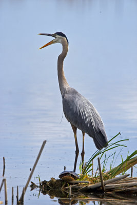 Great Blue Heron and Painted Turtle 6284