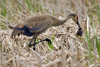 Sandhill Crane with baby Red-winged Blackbird 6345