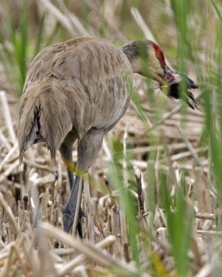Sandhill Crane with baby Red-winged Blackbird 6370