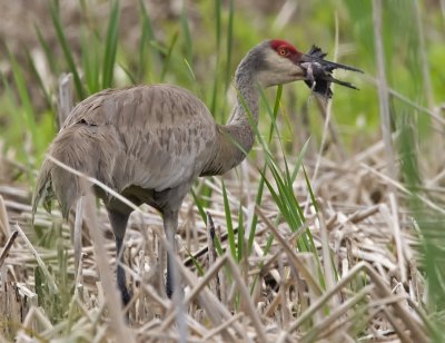 Sandhill Crane with baby Red-winged Blackbird 6403