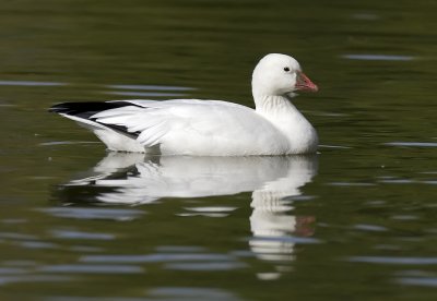 Ross's Goose