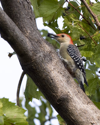 Red-bellied Woodpecker