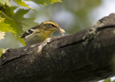 Blackburnian Warbler with food 982