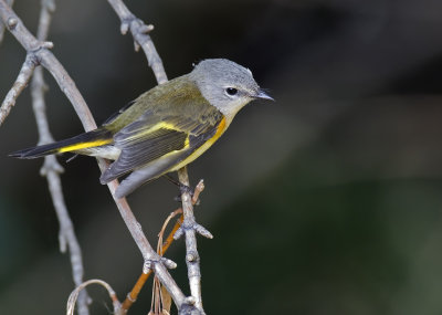 American Redstart 3065