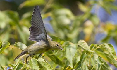 Blackpoll Warbler 3082