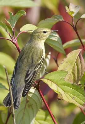 Blackpoll Warbler 3144