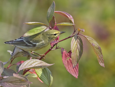 Blackpoll Warbler 3153