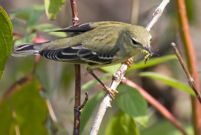 Blackpoll Warbler 3184