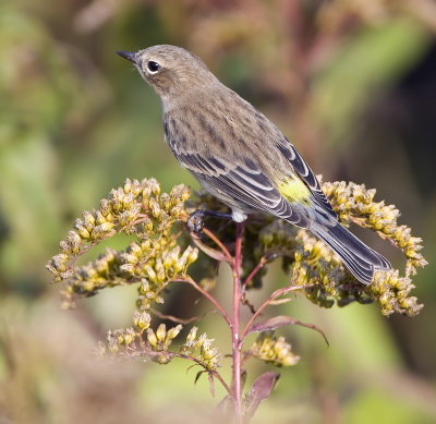 Yellow-rumped Warbler 3282