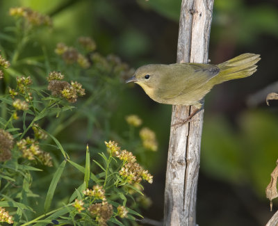 Common Yellowthroat 3466