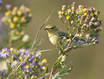 Blackpoll Warbler 3627