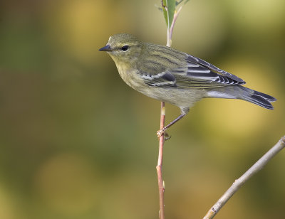 Blackpoll Warbler 3720