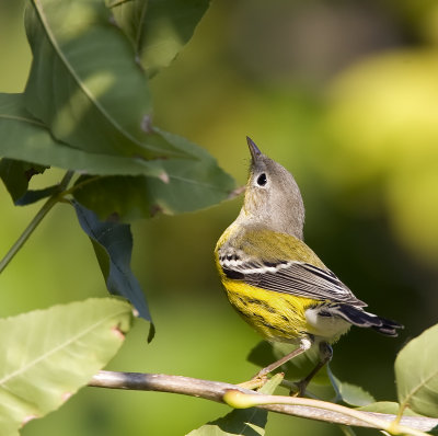 Magnolia Warbler 3866
