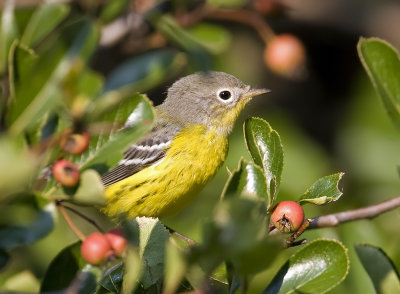 Magnolia Warbler 3890