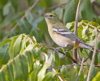 Bay-breasted Warber 3910