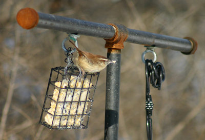 Carolina Wren - January 2008