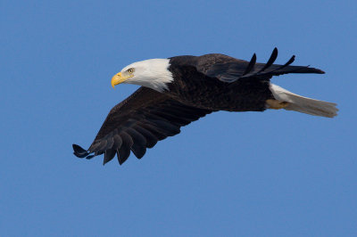 Iowa/Wisconsin Eagles Part 2
