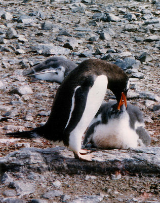 Penguin feeding chick