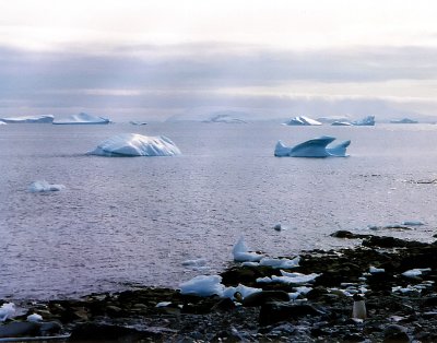 sea and icebergs