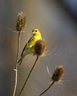 American Goldfinch 3347