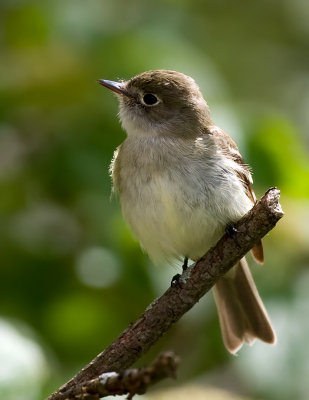 Flycatcher 2