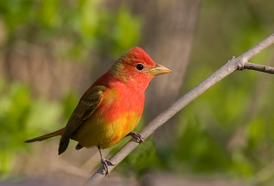 Summer Tanager 1st year male 4761