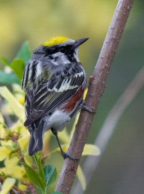 Chestnut-sided Warbler 5414