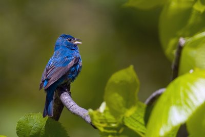 Indigo Bunting 6164