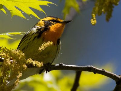 Blackburnian Warbler 6199