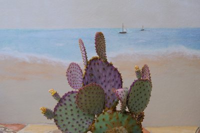 Mystery ships off the Cactus Coast