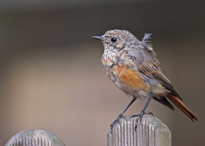 Gekraagde Roodstaart 1