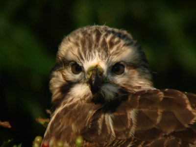 Buizerd frontal