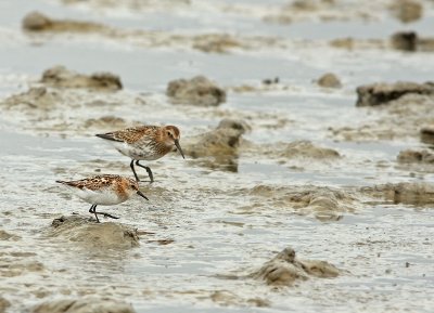 Bonte Strandloper 2