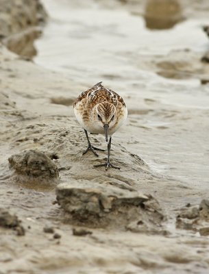 Kleine Strandloper frontal