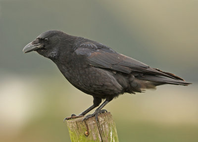 Zwarte Kraai 1