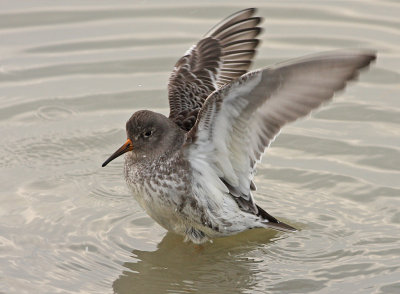 Paarse Strandloper 4
