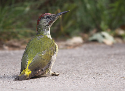 Groene Specht 1