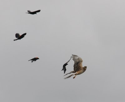 g1/01/952501/3/125596788.F1qgzVSN.jpg