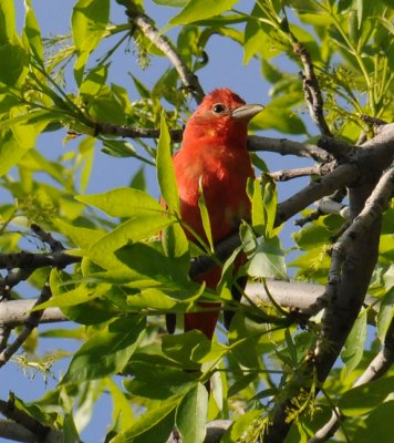 Summer Tanager