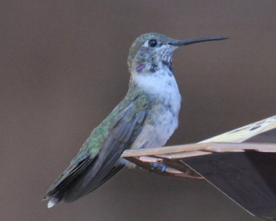 Hummingbird ID Problem