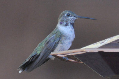 Immature male Black-chinned?   Black-chinned x Broad-tailed?