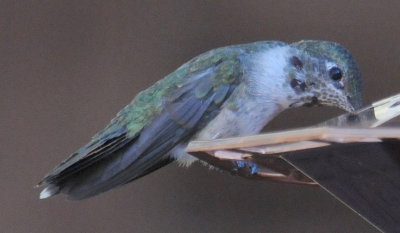 Immature male Black-chinned?   Black-chinned x Broad-tailed?